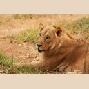 FAUNE SAUVAGE A ARLY