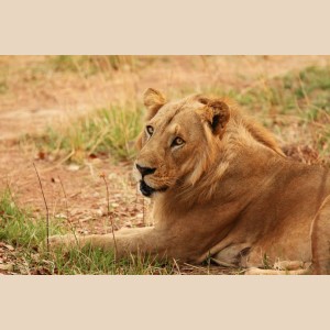 FAUNE SAUVAGE A ARLY