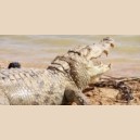 Sculptures & Crocodiles