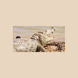 Sculptures & Crocodiles
