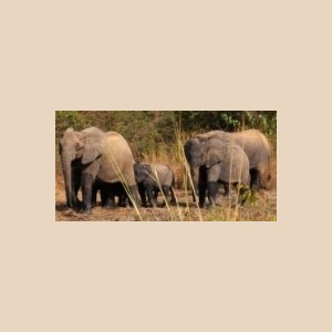 Safari & Découvertes NAZINGA